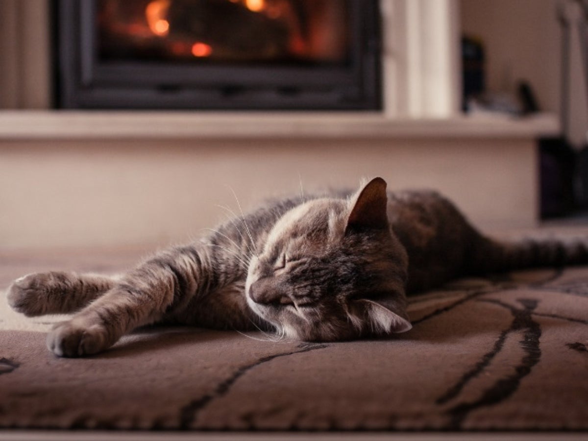 cat sleeping by fireplace