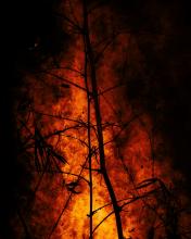 forest fire